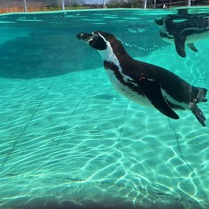 Humboldt Penguin
