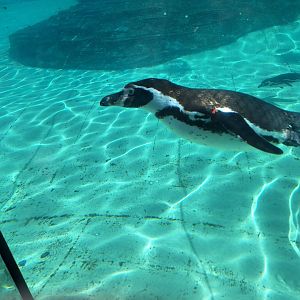 Humboldt Penguin