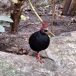 Crested Partridge