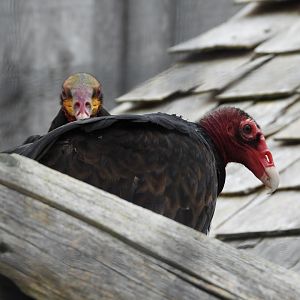Turkey and yellow-headed vultures