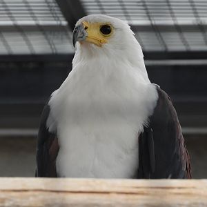 African fish eagle