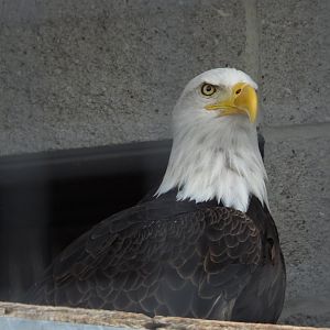 Bald eagle