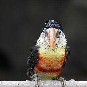 Curl-crested aracari