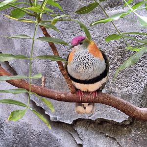 Superb Fruit Dove
