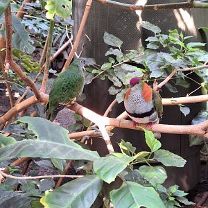 Superb Fruit Doves