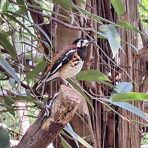 Chestnut-backed Thrush