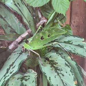 Malaysian Leaf Katydid