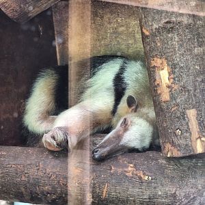 Tamandua