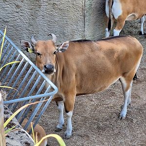 Banteng