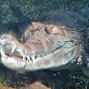 False Gharial