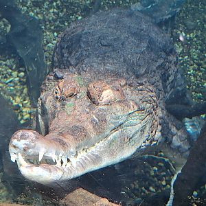 False Gharial