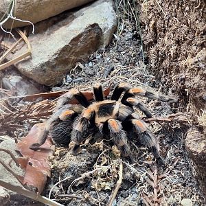 Mexican Red-kneed Tarantula