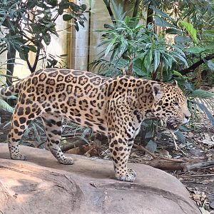 Jaguar