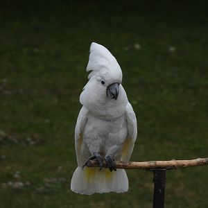 Umbrella cockatoo