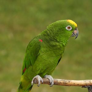 Yellow-crowned amazon