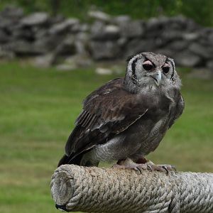 Verreaux's eagle owl