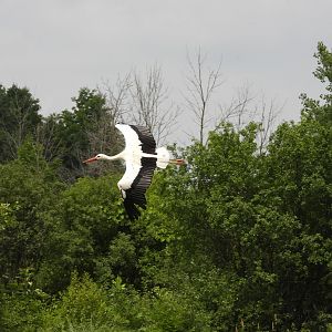 White stork