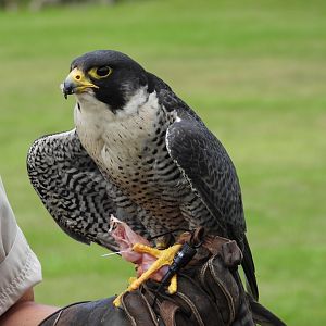Peregrine falcon