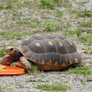 Red-footed tortoise