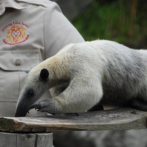 Southern tamandua