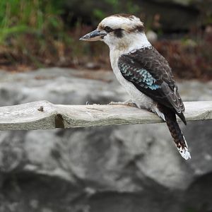 Laughing kookaburra