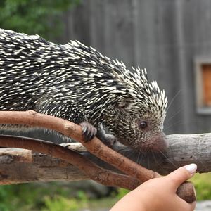 Prehensile-tailed porcupine