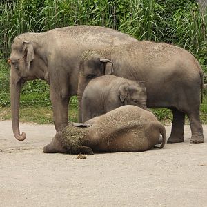 Asian elephants