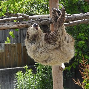 Linnaeus's two-toed sloth