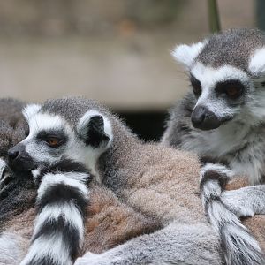 Ring-tailed Lemurs