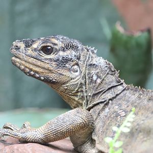 Philippine Sailfin Lizard