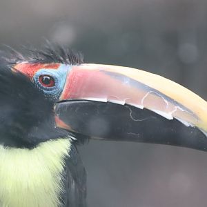 Green Aracari