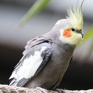 Cockatiel