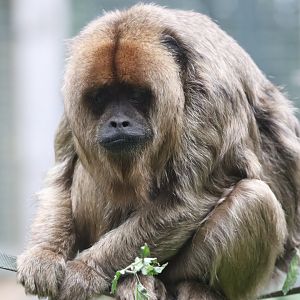 Black-and-Gold Howler Monkey, female