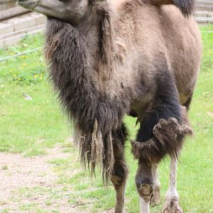 Domestic Bactrian Camel
