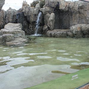 South American Fur Seal enclosure - side window view