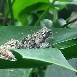 South American bird poop frog relaxing on a leaf