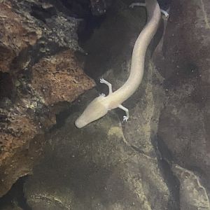 Olm (Proteus anguinus)