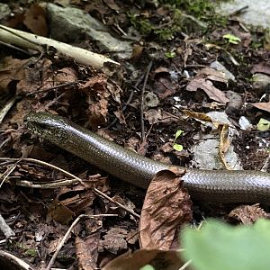 Common Slow Worm (Anguis fragilis)