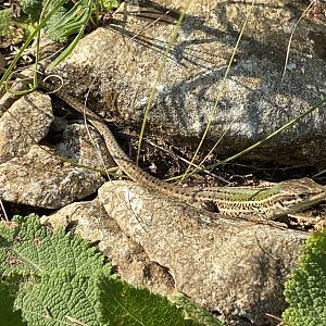Dalmatian Wall Lizard (Podarcis melisellensis)