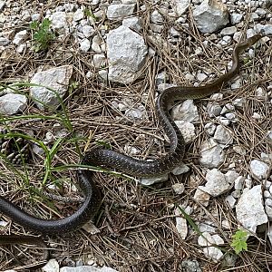Aesculapian Snake (Zamenis longissimus)