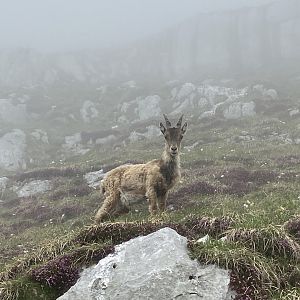 Alpine Ibex (Capra ibex)