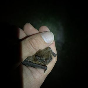 Lesser Noctule (Nyctalus leisleri)