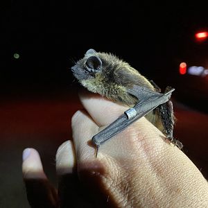 Northern Bat (Eptesicus nilsonii)