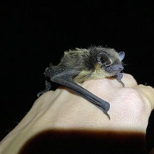 Northern Bat (Eptesicus nilsonii)