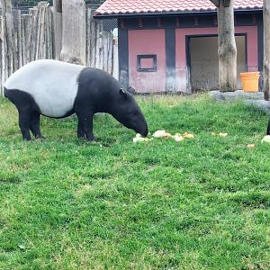 Sanaé the Malayan Tapir