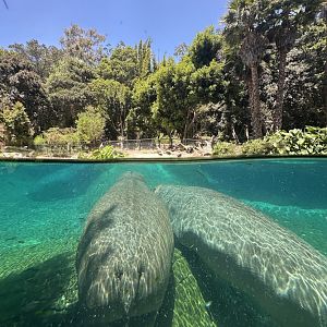 July 2025 - Lost Forest - Common Hippos (H. amphibius)