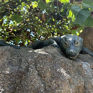 July 2025 - Africa Rocks - Dwarf Croc Statue