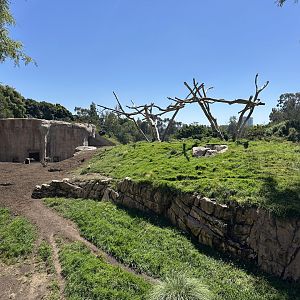 July 2025 - Africa Rocks - Hamadryas Baboon Enclosure