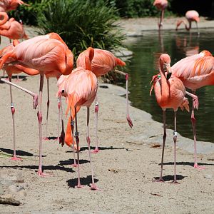 American Flamingos (Phoenicopterus ruber)