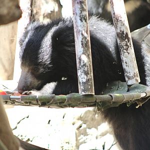Sloth Bear Cub (Melursus ursinus ssp.)